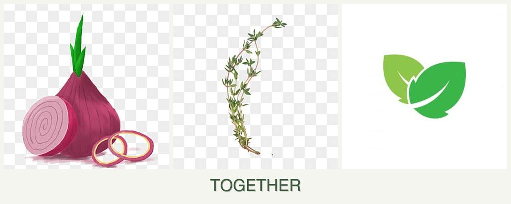 Can you plant onions, thyme and mint together?