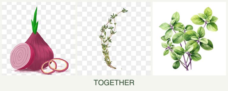 Can you plant onions, thyme and oregano together?