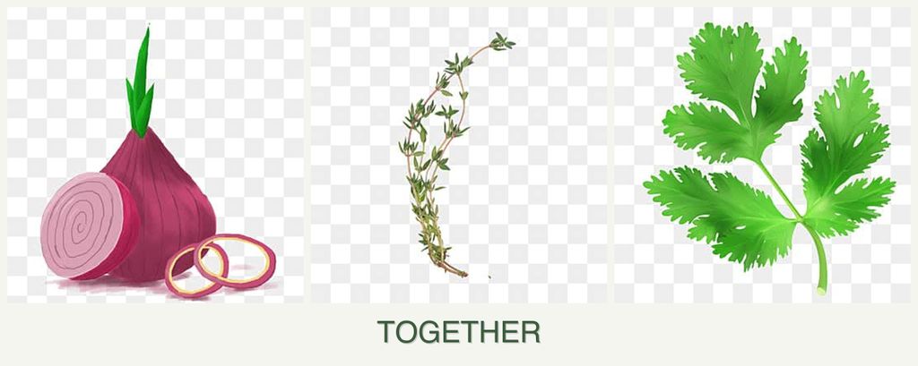 Can you plant onions, thyme and parsley together?