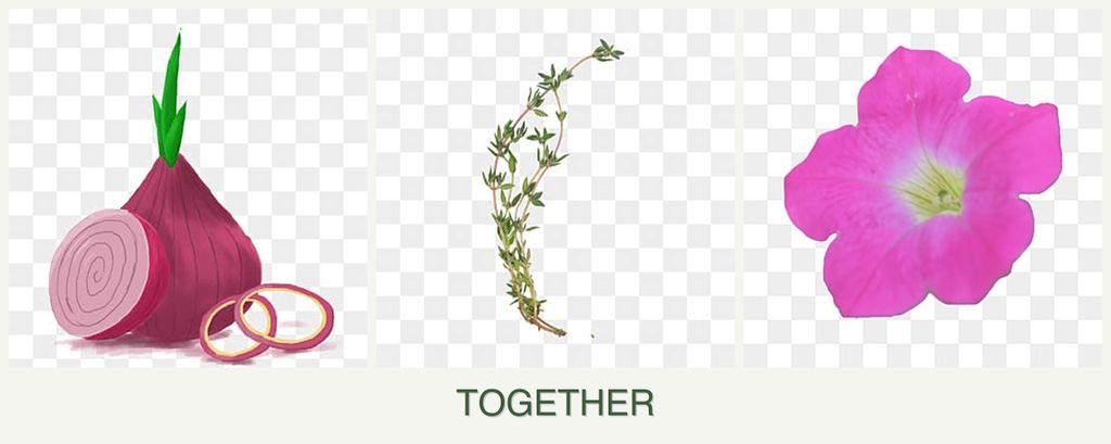 Can you plant onions, thyme and petunias together?