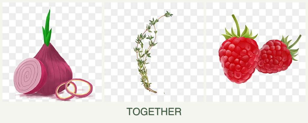 Can you plant onions, thyme and raspberries together?