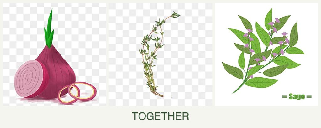 Can you plant onions, thyme and sage together?