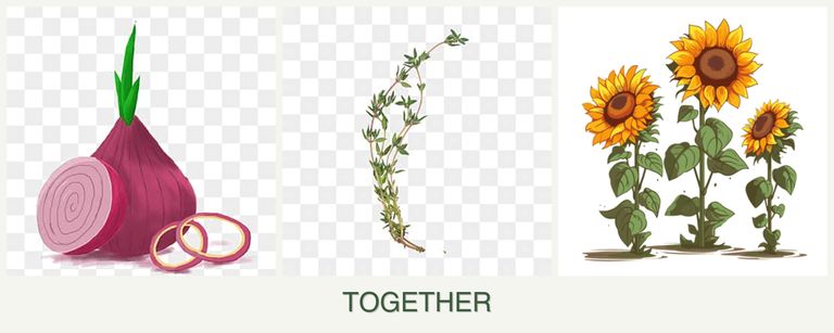 Can you plant onions, thyme and sunflowers together?