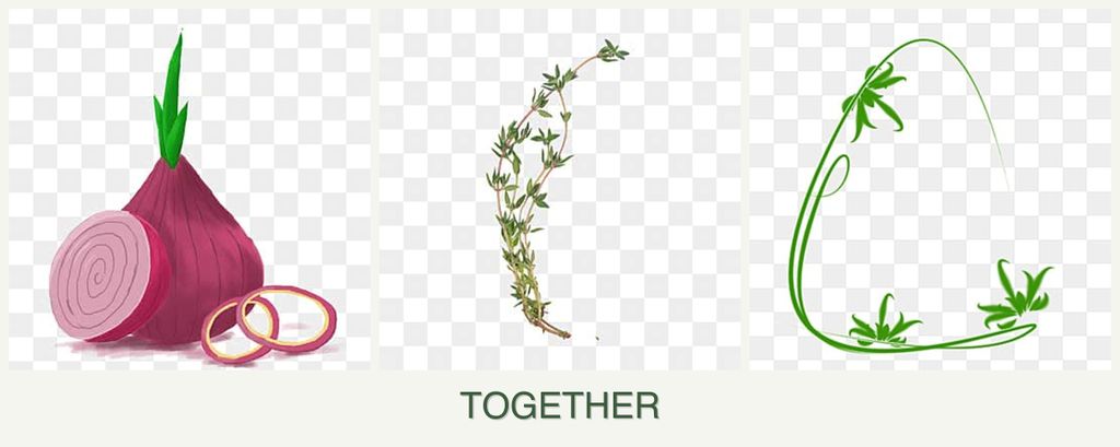 Can you plant onions, thyme and tarragon together?