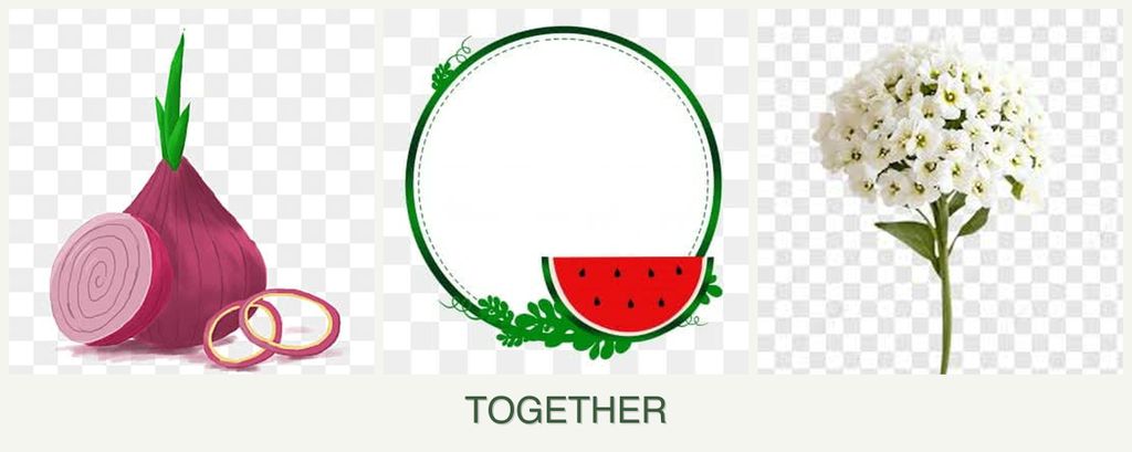 Can you plant onions, watermelons and alyssum together?
