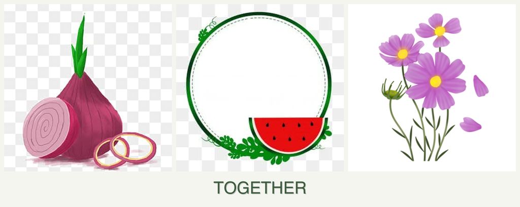 Can you plant onions, watermelons and cosmos together?