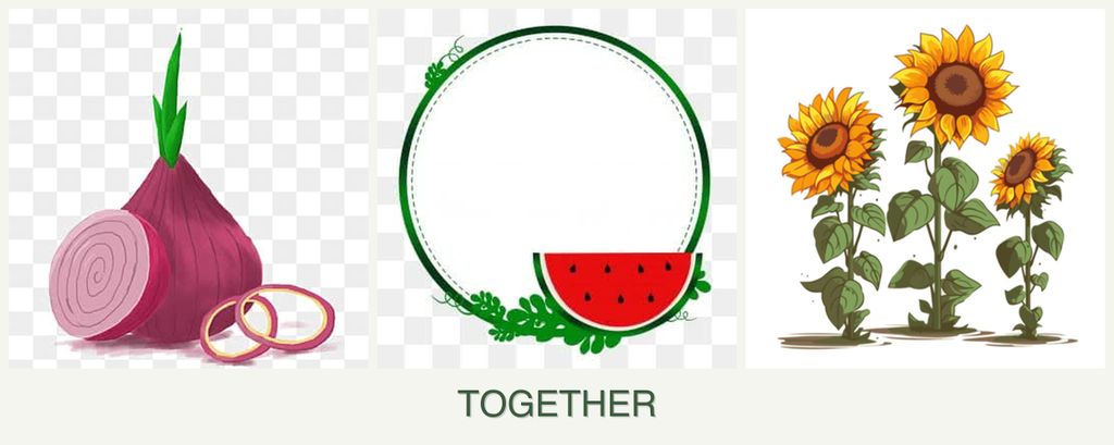 Can you plant onions, watermelons and sunflowers together?