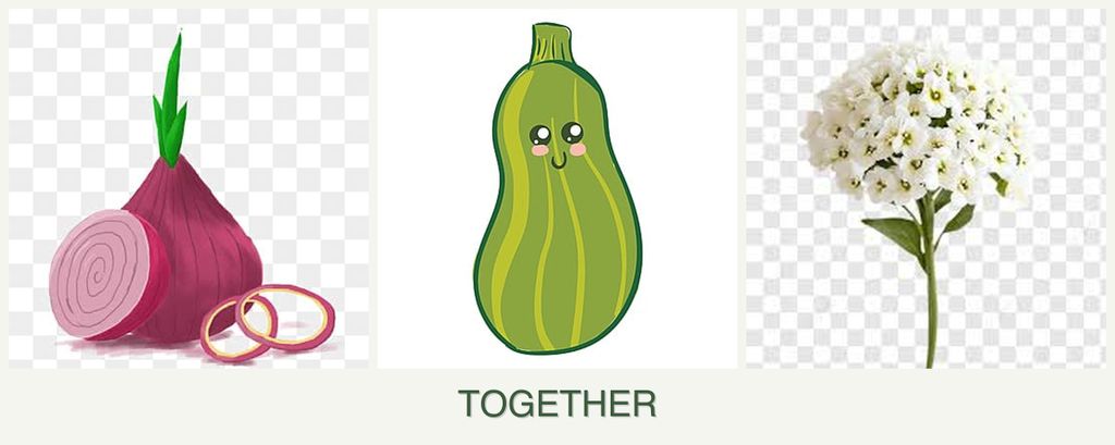 Can you plant onions, zucchini and alyssum together?