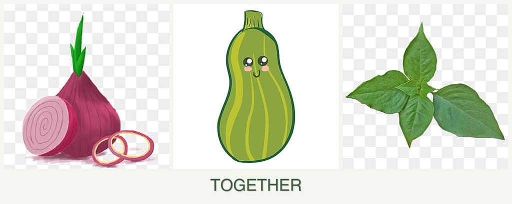 Can you plant onions, zucchini and basil together?