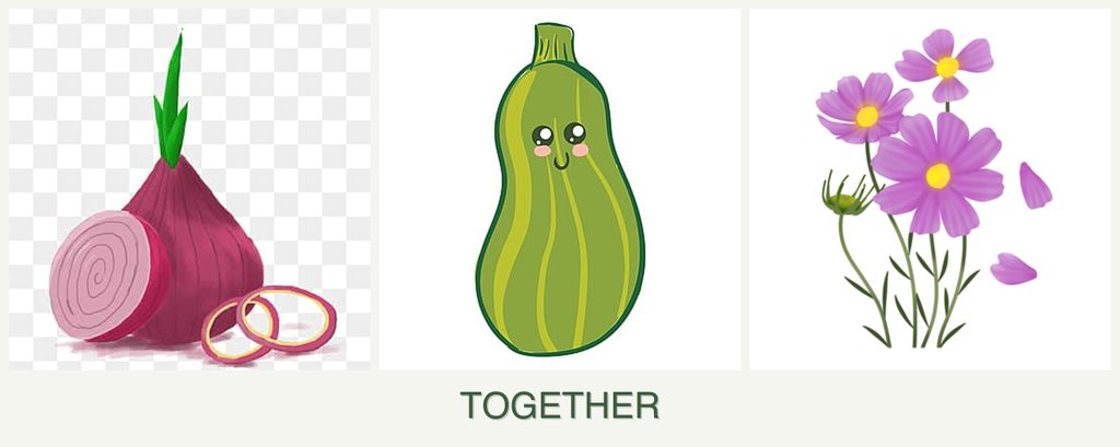 Can you plant onions, zucchini and cosmos together?