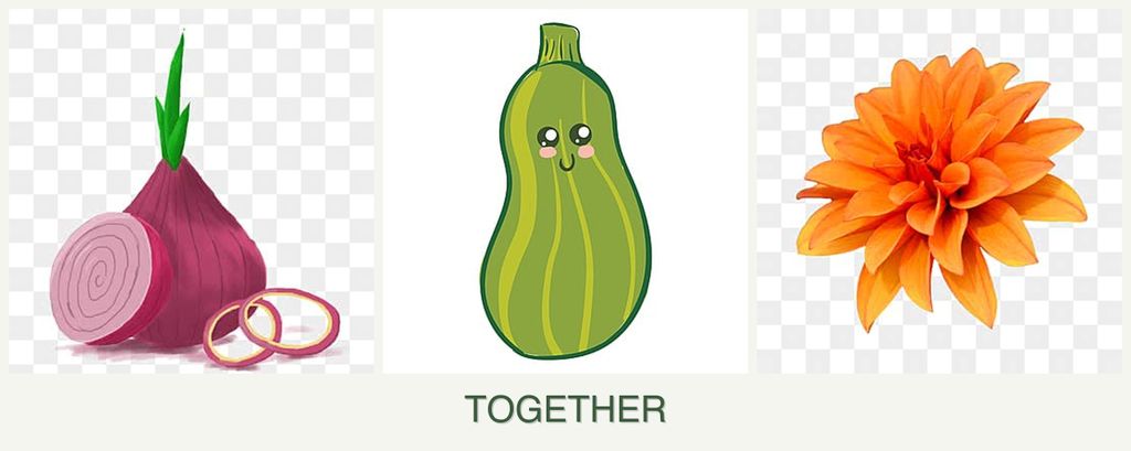 Can you plant onions, zucchini and dahlias together?