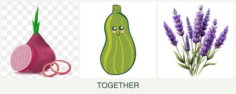 Can you plant onions, zucchini and lavender together?