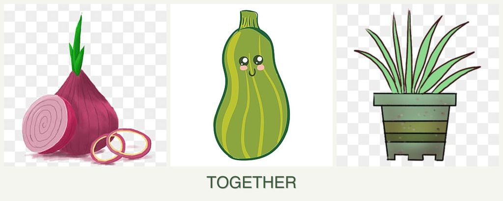 Can you plant onions, zucchini and lemongrass together?