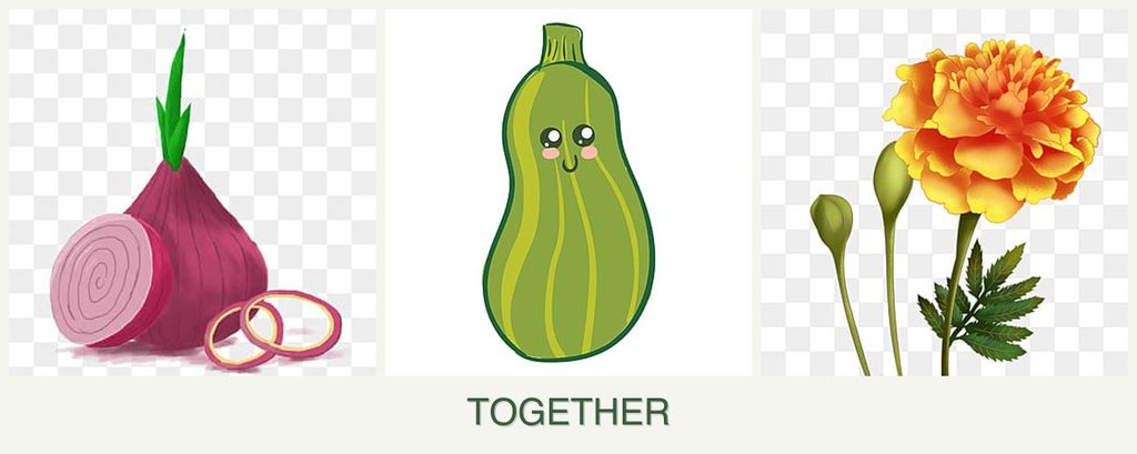 Can you plant onions, zucchini and marigolds together?