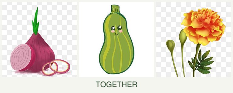 Can you plant onions, zucchini and marigolds together?