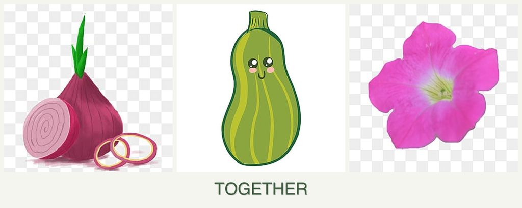 Can you plant onions, zucchini and petunias together?
