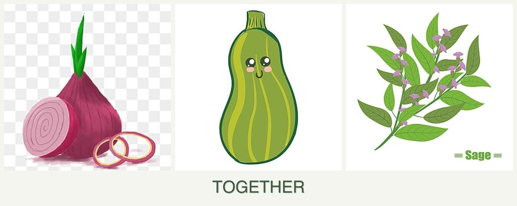 Can you plant onions, zucchini and sage together?