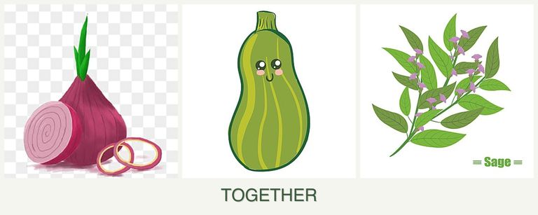Can you plant onions, zucchini and sage together?
