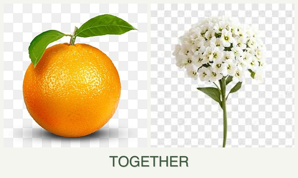 Can you plant oranges and alyssum together?