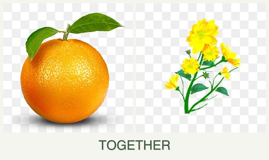 Can you plant oranges and calendula together?