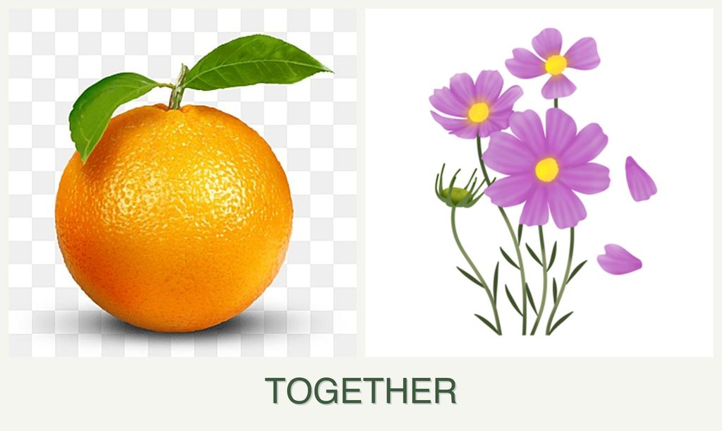 Can you plant oranges and cosmos together?