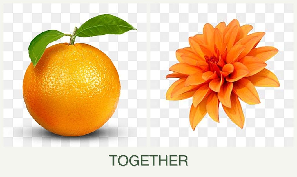 Can you plant oranges and dahlias together?