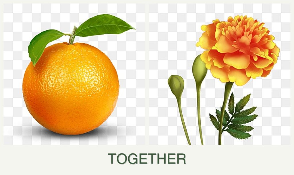 Can you plant oranges and marigolds together?