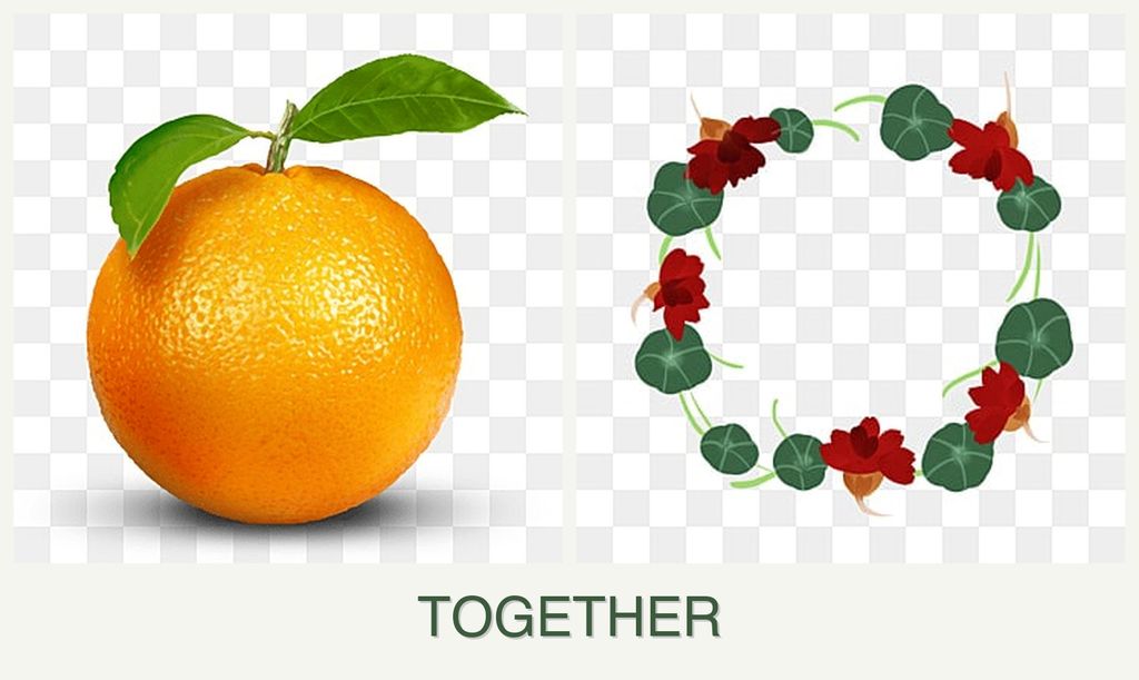 Can you plant oranges and nasturtiums together?