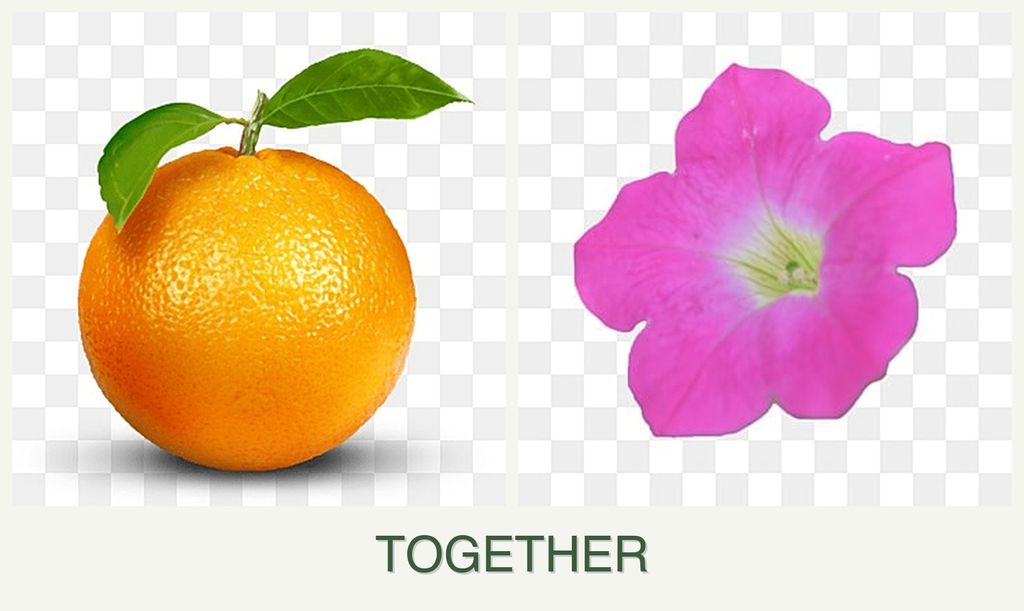 Can you plant oranges and petunias together?