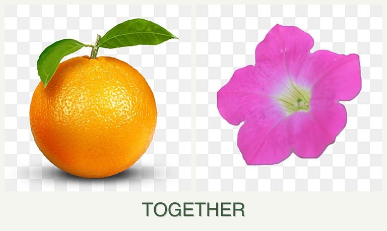 Can you plant oranges and petunias together?