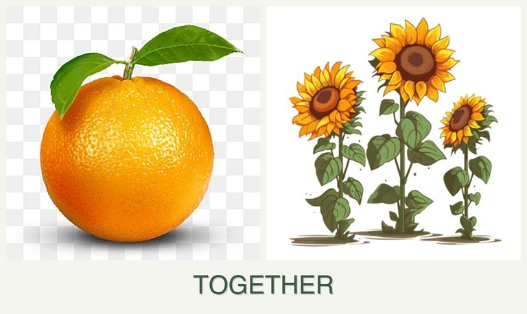 Can you plant oranges and sunflowers together?