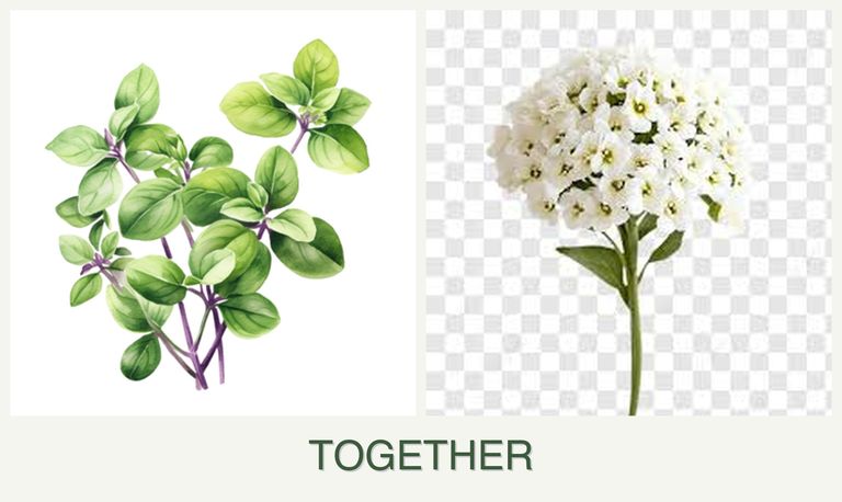 Can you plant oregano and alyssum together?