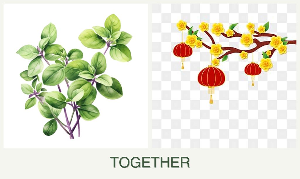 Can you plant oregano and apricots together?