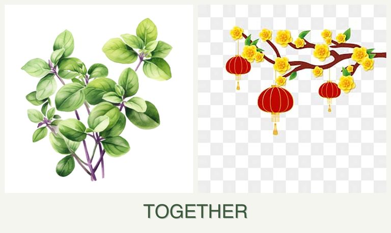 Can you plant oregano and apricots together?