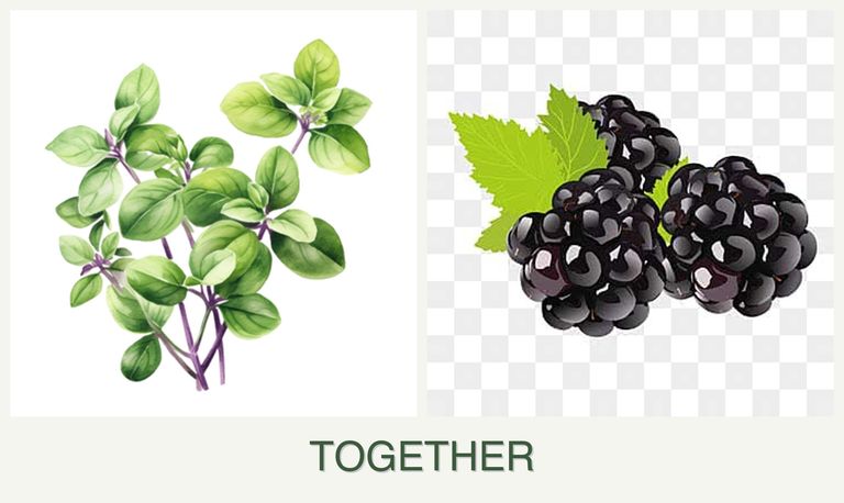 Can you plant oregano and blackberries together?
