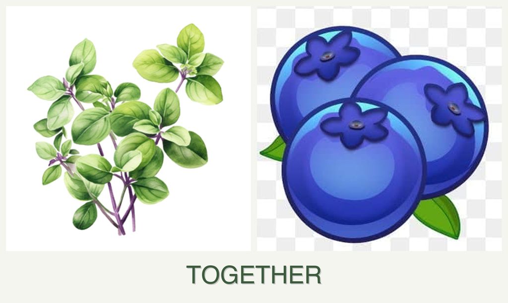 Can you plant oregano and blueberries together?