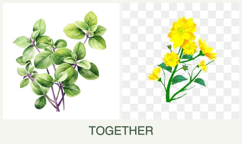 Can you plant oregano and calendula together?