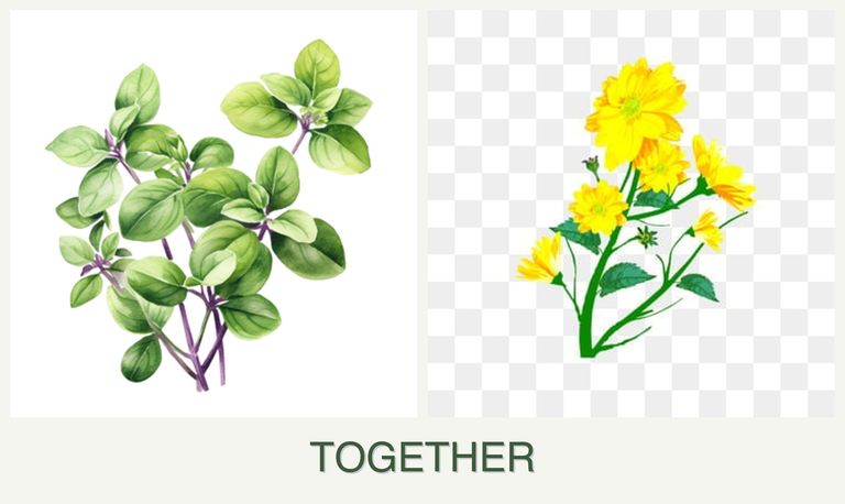 Can you plant oregano and calendula together?