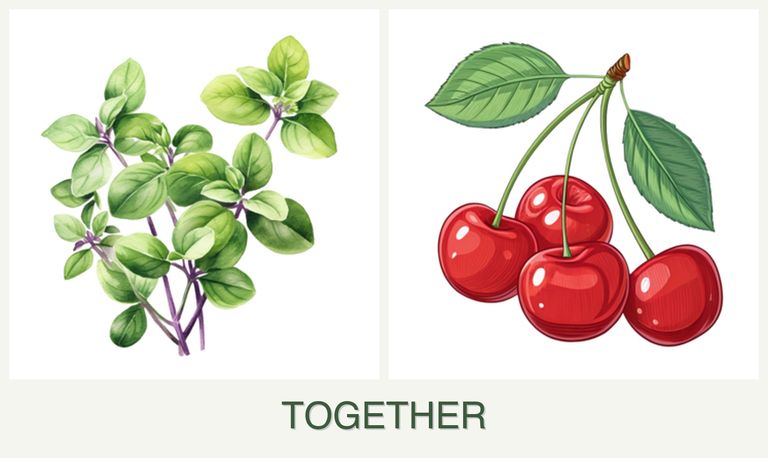 Can you plant oregano and cherries together?