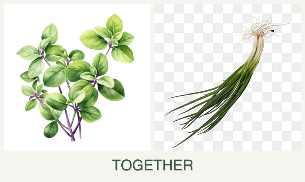 Can you plant oregano and chives together?