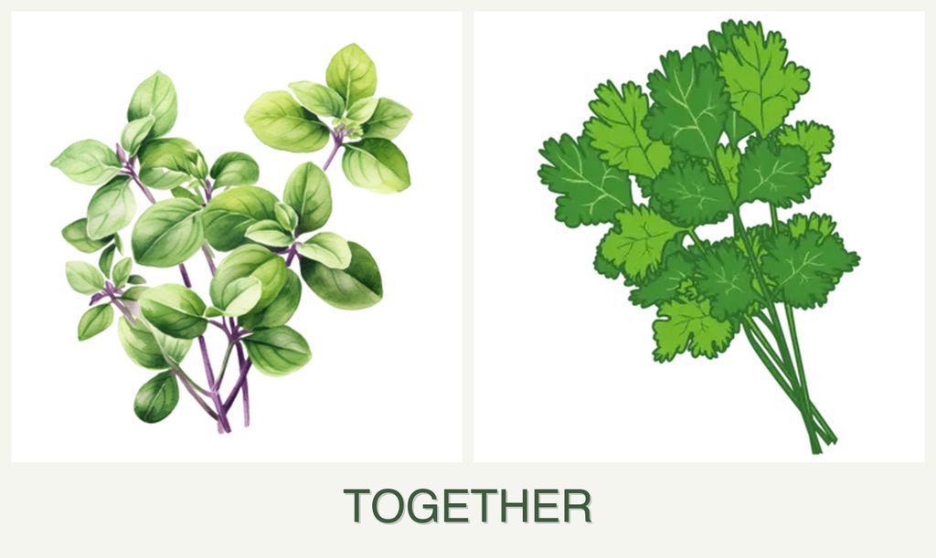 Can you plant oregano and cilantro together?