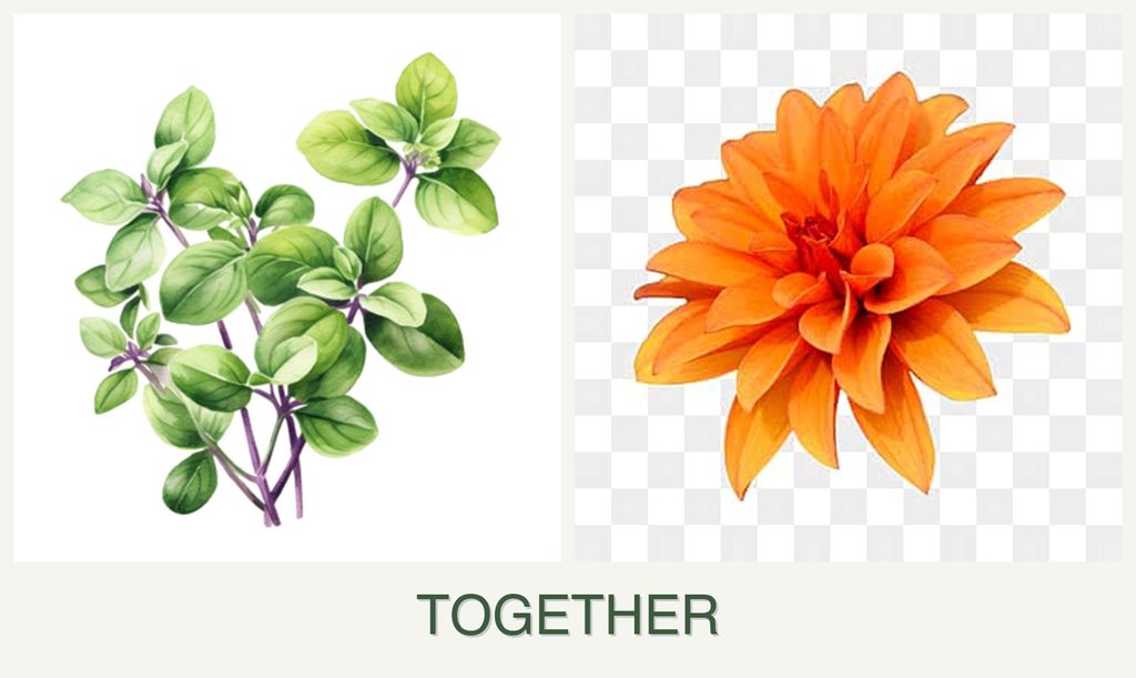 Can you plant oregano and dahlias together?