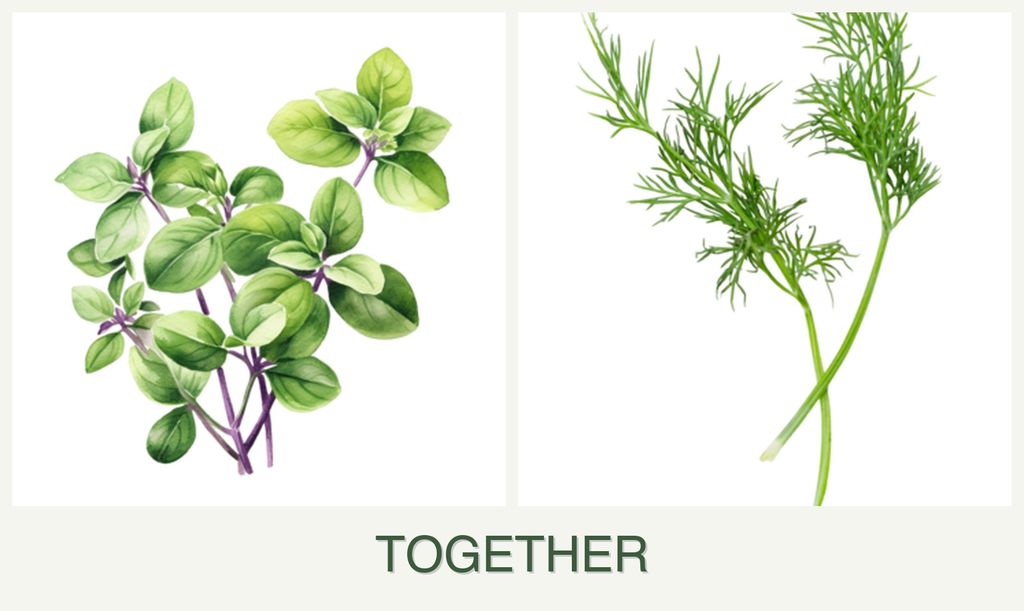 Can you plant oregano and dill together?