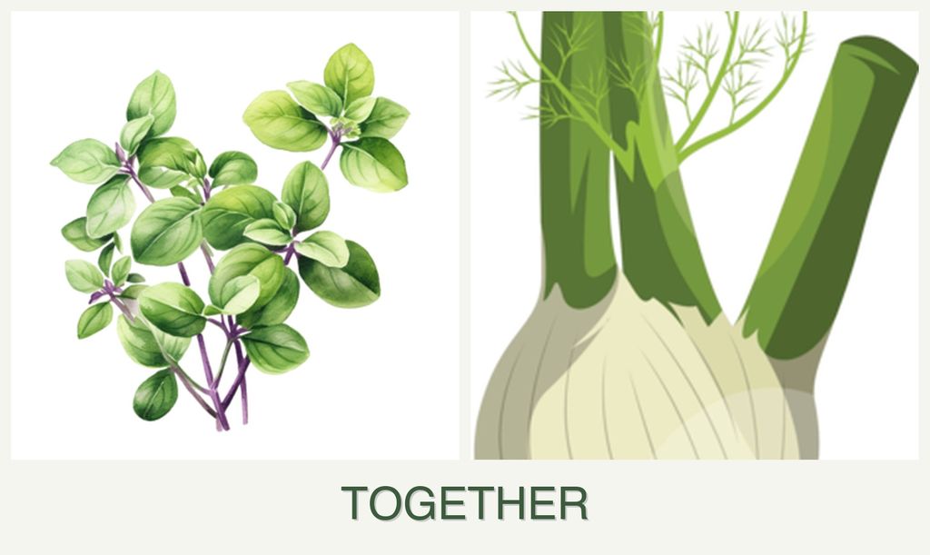 Can you plant oregano and fennel together?