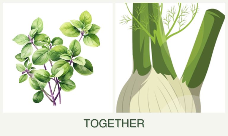 Can you plant oregano and fennel together?