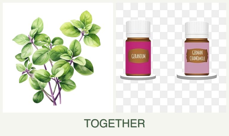 Can you plant oregano and geraniums together?