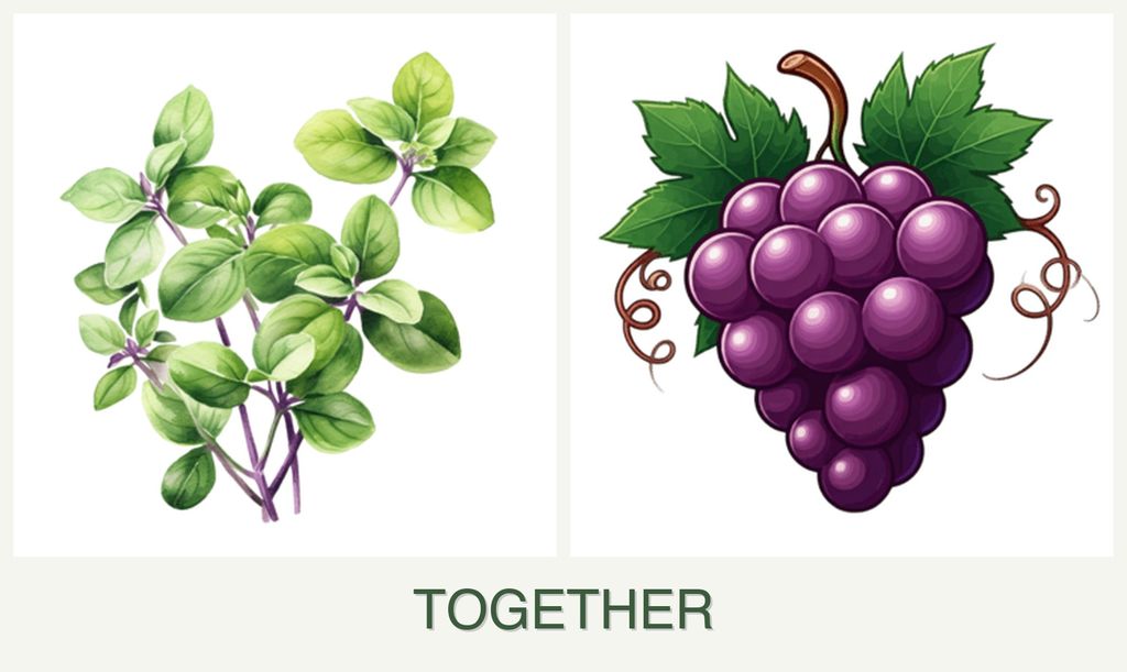 Can you plant oregano and grapes together?