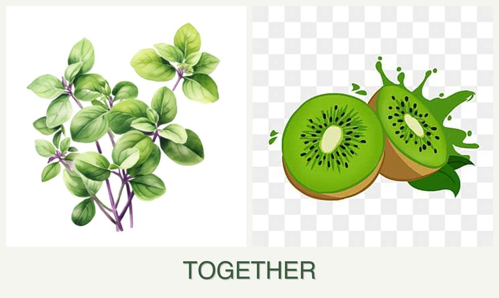 Can you plant oregano and kiwi together?