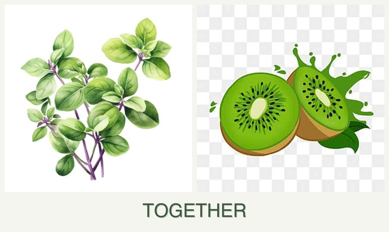 Can you plant oregano and kiwi together?