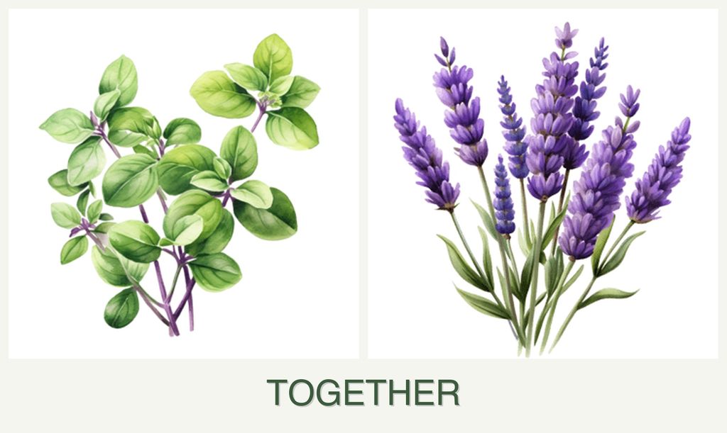 Can you plant oregano and lavender together?
